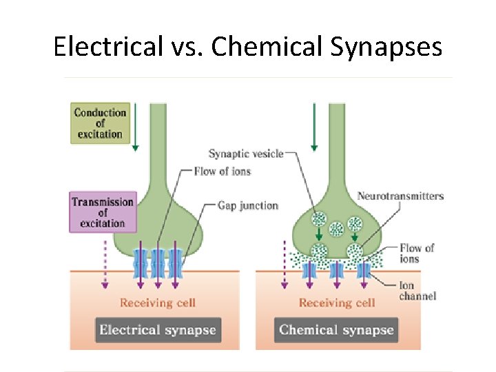 Electrical vs. Chemical Synapses 