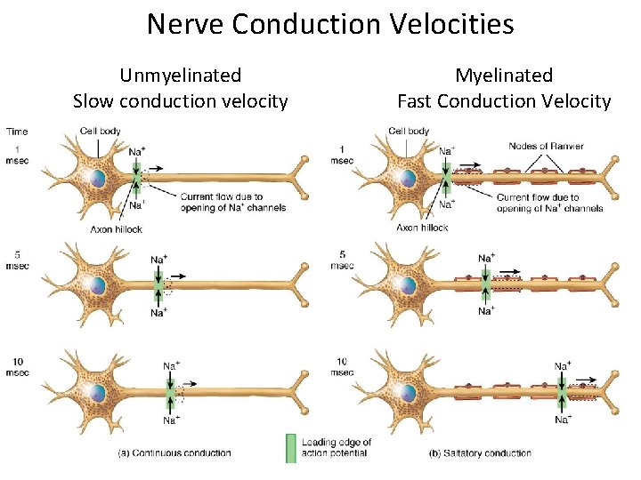 Nerve Conduction Velocities Unmyelinated Slow conduction velocity Myelinated Fast Conduction Velocity 