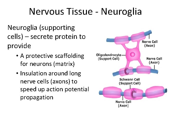 Nervous Tissue - Neuroglia (supporting cells) – secrete protein to provide • A protective