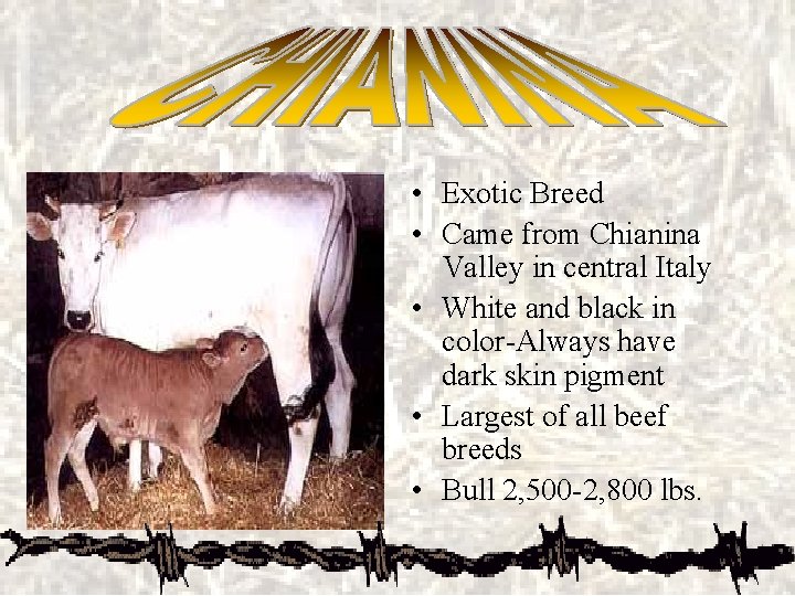  • Exotic Breed • Came from Chianina Valley in central Italy • White