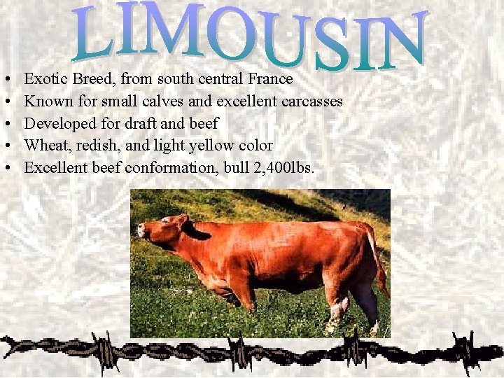  • • • Exotic Breed, from south central France Known for small calves