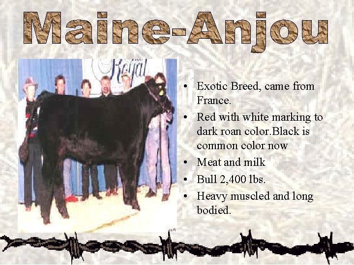  • Exotic Breed, came from France. • Red with white marking to dark