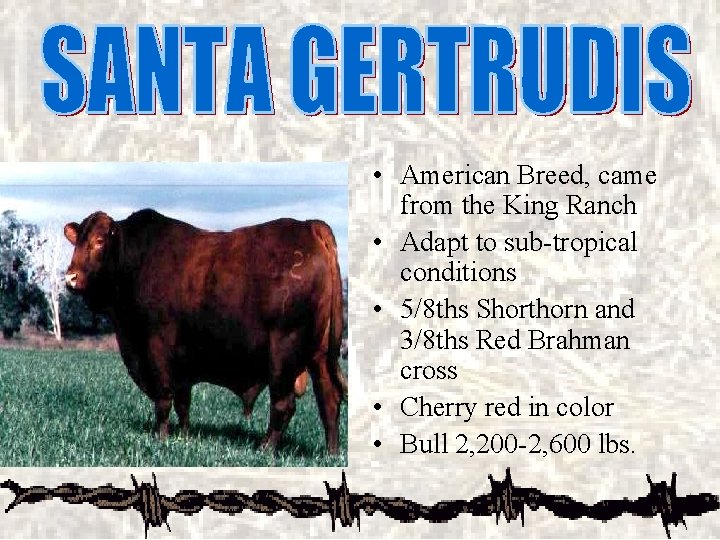  • American Breed, came from the King Ranch • Adapt to sub-tropical conditions