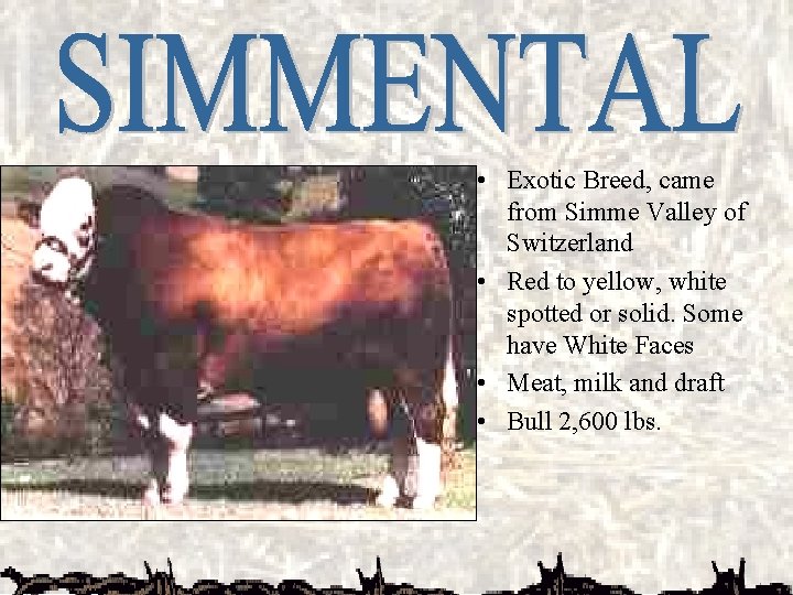  • Exotic Breed, came from Simme Valley of Switzerland • Red to yellow,