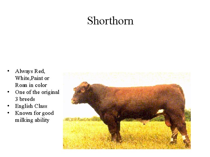 Shorthorn • Always Red, White, Paint or Roan in color • One of the