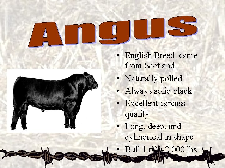  • English Breed, came from Scotland. • Naturally polled • Always solid black