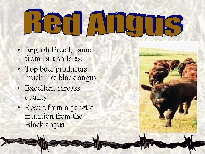  • English Breed, came from British Isles. • Top beef producers much like