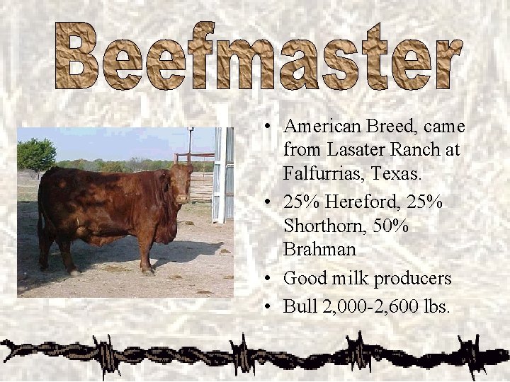  • American Breed, came from Lasater Ranch at Falfurrias, Texas. • 25% Hereford,