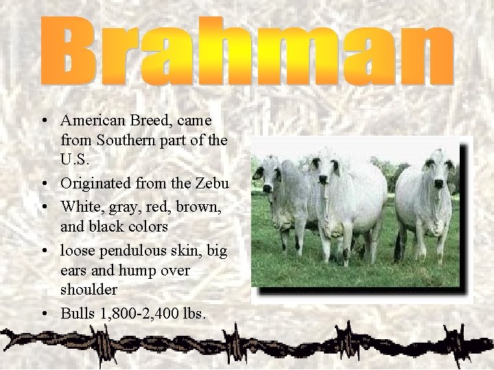  • American Breed, came from Southern part of the U. S. • Originated