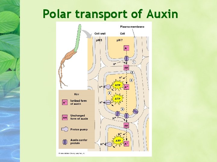 Polar transport of Auxin 