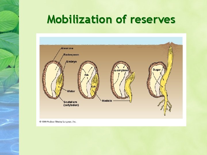 Mobilization of reserves 