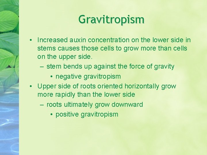 Gravitropism • Increased auxin concentration on the lower side in stems causes those cells