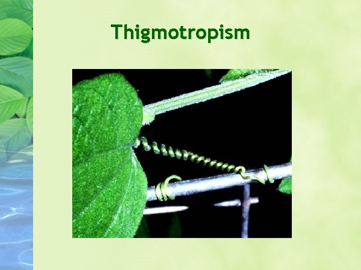 Thigmotropism 