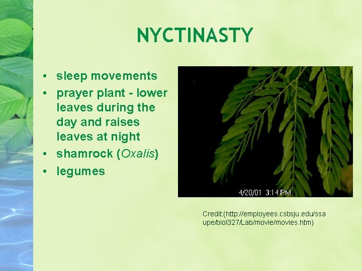 NYCTINASTY • sleep movements • prayer plant - lower leaves during the day and