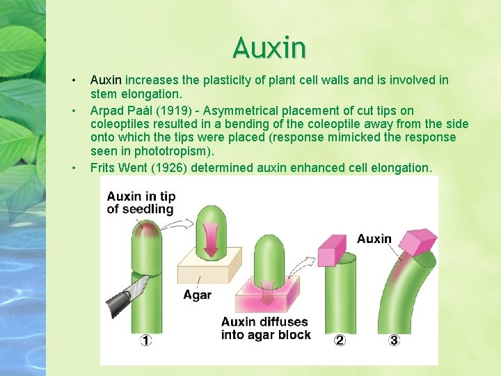 Auxin • • • Auxin increases the plasticity of plant cell walls and is