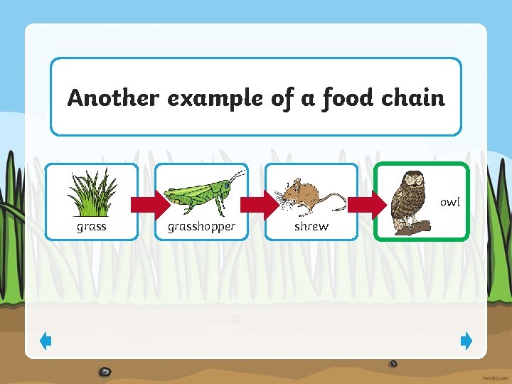 Another example of a food chain grasshopper shrew ? owl 