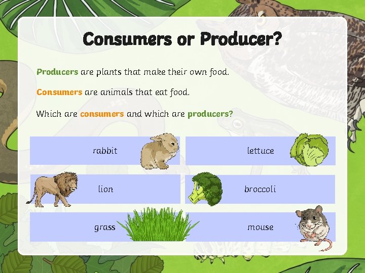 Consumers or Producer? Producers are plants that make their own food. Consumers are animals