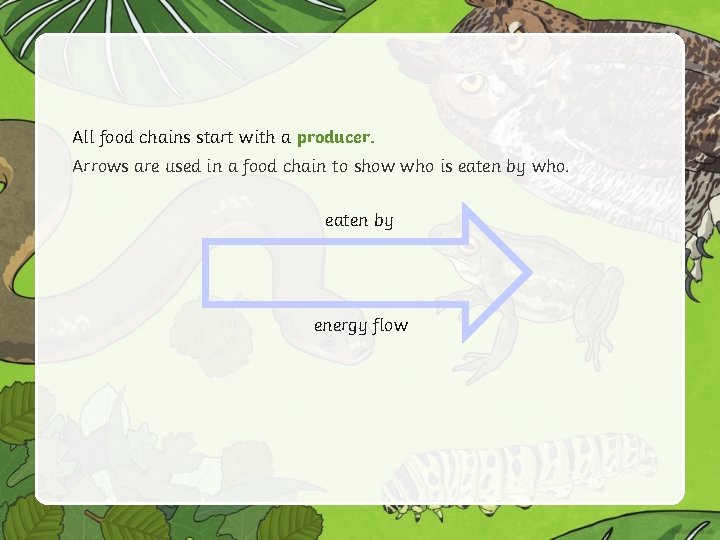 All food chains start with a producer. Arrows are used in a food chain