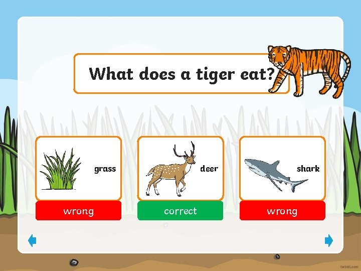 What does a tiger eat? grass wrong deer correct shark wrong 