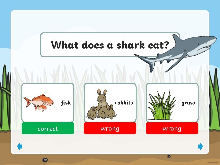 What does a shark eat? fish correct rabbits wrong grass wrong 