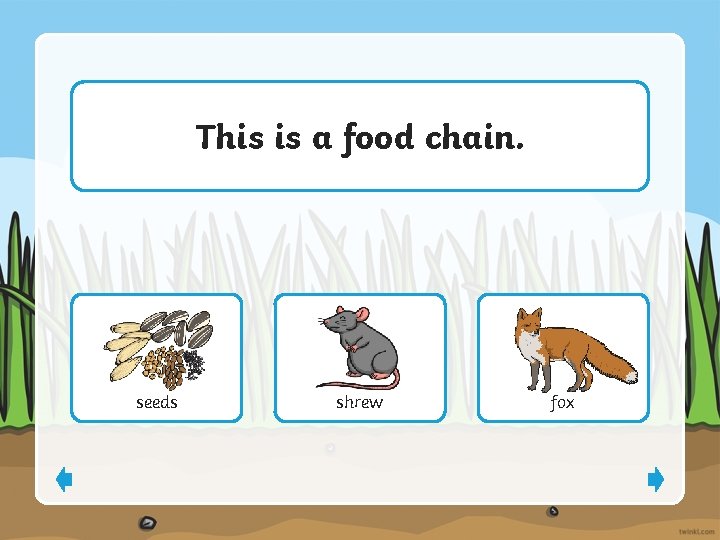 This is a food chain. seeds shrew fox 