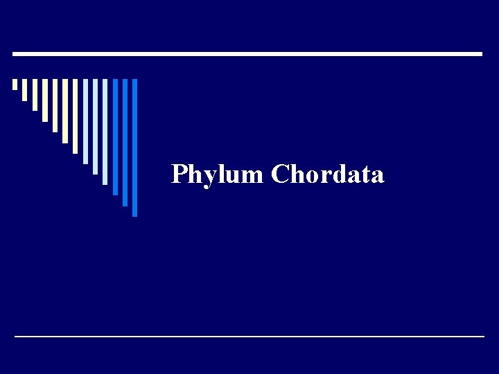 Phylum Chordata 