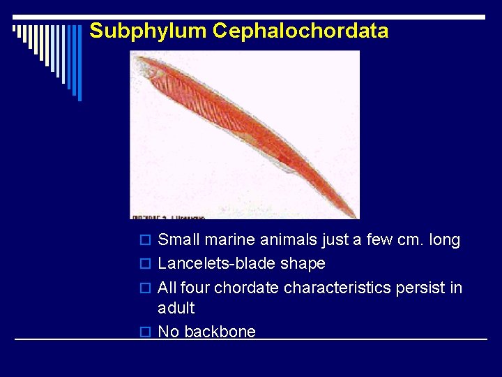 Subphylum Cephalochordata o Small marine animals just a few cm. long o Lancelets-blade shape