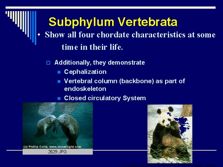 Subphylum Vertebrata • Show all four chordate characteristics at some time in their life.