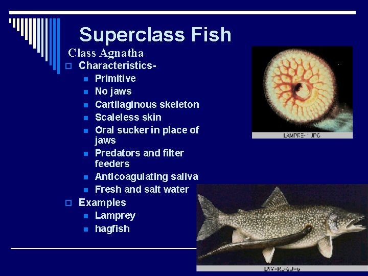 Superclass Fish Class Agnatha o Characteristicsn n n n Primitive No jaws Cartilaginous skeleton