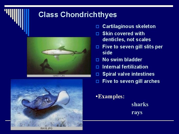 Class Chondrichthyes o Cartilaginous skeleton o Skin covered with o o o denticles, not