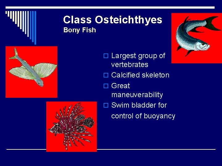 Class Osteichthyes Bony Fish o Largest group of vertebrates o Calcified skeleton o Great