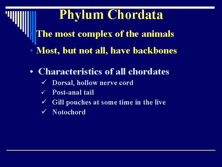 Phylum Chordata • The most complex of the animals • Most, but not all,