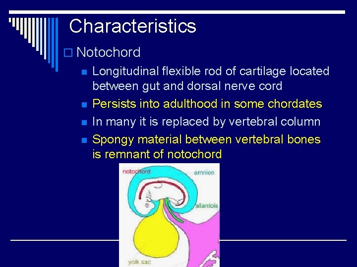 Characteristics o Notochord n n Longitudinal flexible rod of cartilage located between gut and