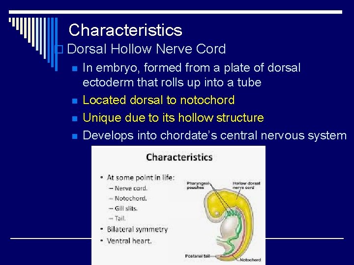 Characteristics o Dorsal Hollow Nerve Cord n n In embryo, formed from a plate