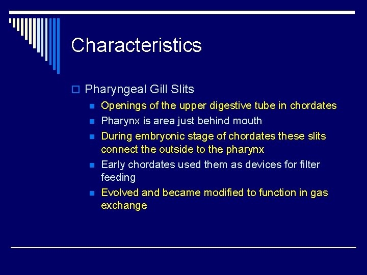 Characteristics o Pharyngeal Gill Slits n Openings of the upper digestive tube in chordates