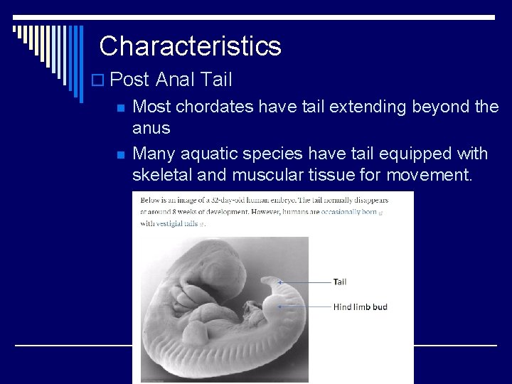 Characteristics o Post Anal Tail n n Most chordates have tail extending beyond the