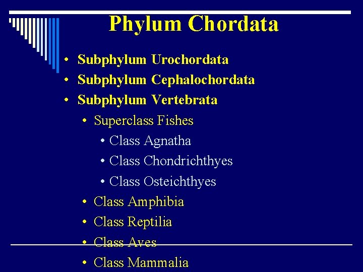 Phylum Chordata • Subphylum Urochordata • Subphylum Cephalochordata • Subphylum Vertebrata • Superclass Fishes