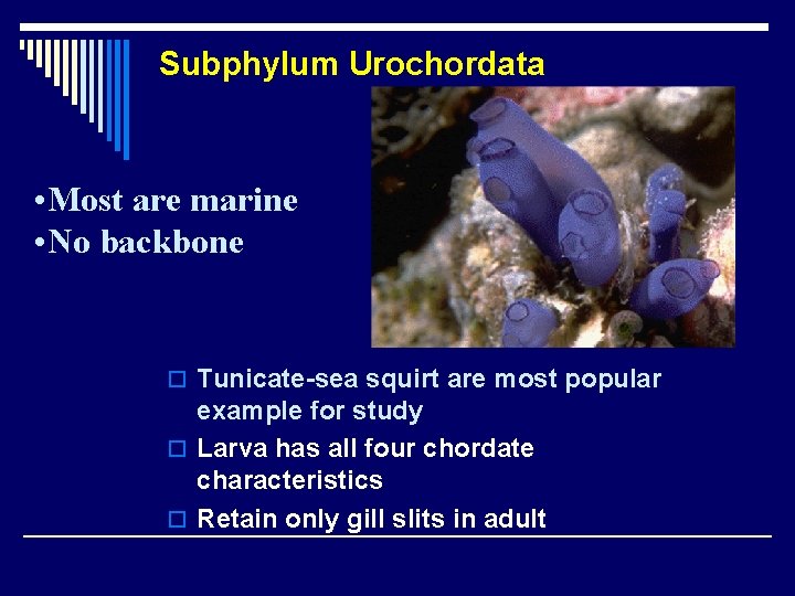 Subphylum Urochordata • Most are marine • No backbone o Tunicate-sea squirt are most