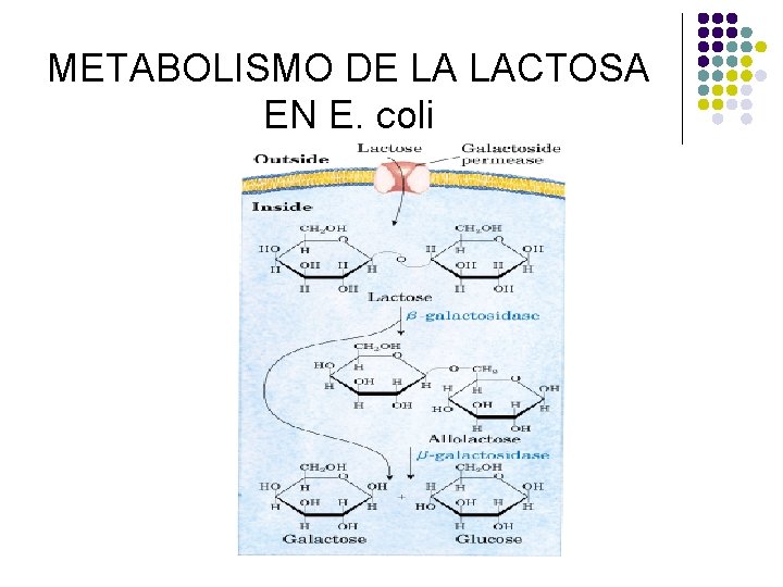 METABOLISMO DE LA LACTOSA EN E. coli 