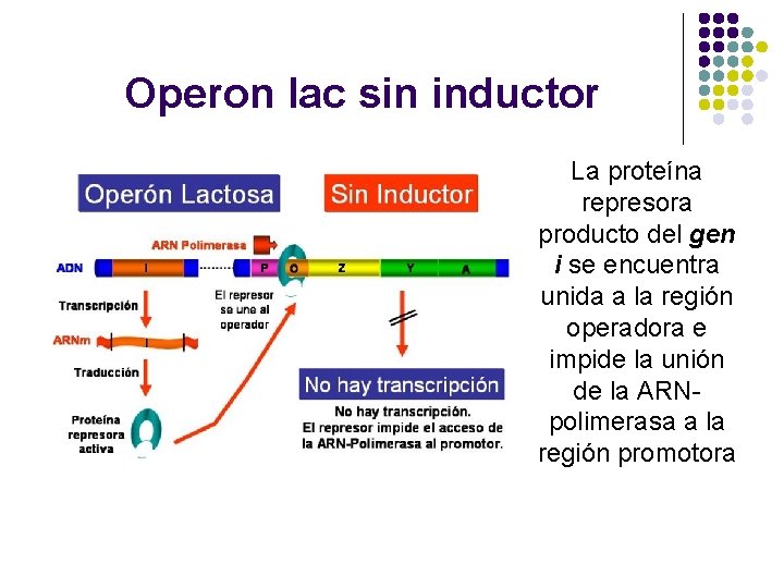 Operon lac sin inductor La proteína represora producto del gen i se encuentra unida
