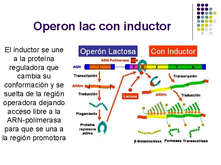 Operon lac con inductor El inductor se une a la proteína reguladora que cambia