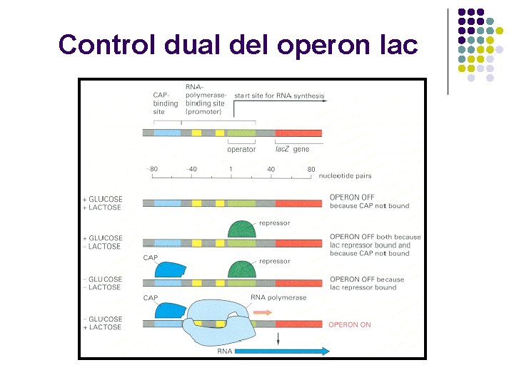 Control dual del operon lac 
