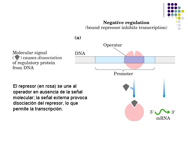 El represor (en rosa) se une al operador en ausencia de la señal molecular;