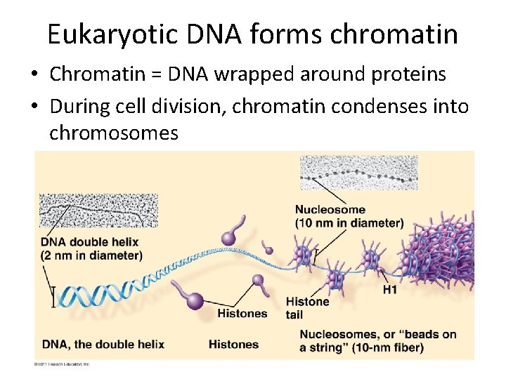 Eukaryotic DNA forms chromatin • Chromatin = DNA wrapped around proteins • During cell