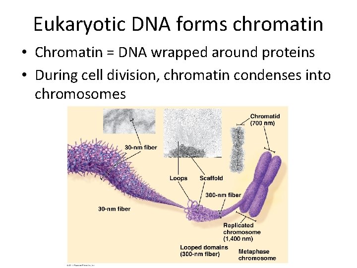 Eukaryotic DNA forms chromatin • Chromatin = DNA wrapped around proteins • During cell