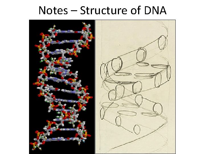Notes – Structure of DNA 