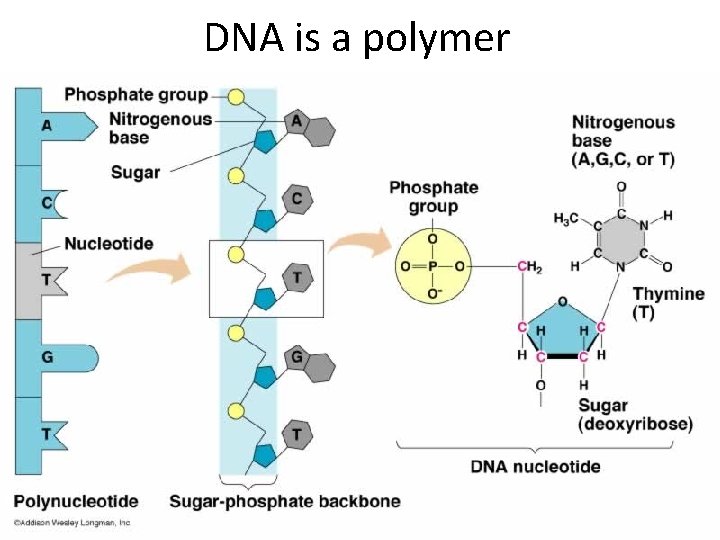 DNA is a polymer 