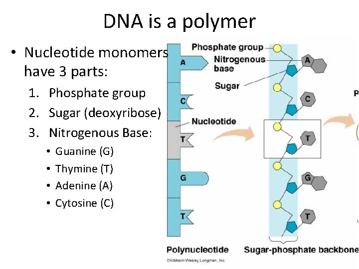DNA is a polymer • Nucleotide monomers have 3 parts: 1. Phosphate group 2.