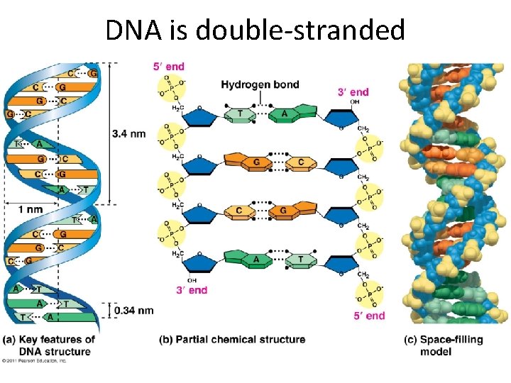 DNA is double-stranded 