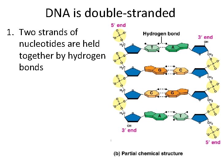 DNA is double-stranded 1. Two strands of nucleotides are held together by hydrogen bonds